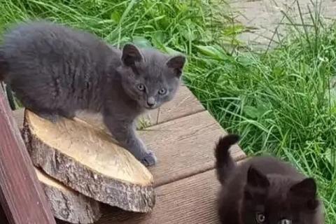 В дар кошку. Ищем дом для пяти невероятно красивых котят. Фото2