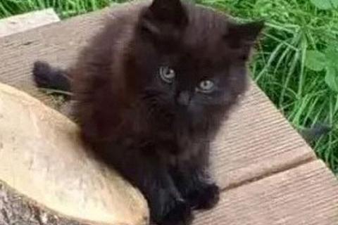 В дар кошку. Ищем дом для пяти невероятно красивых котят. Фото3