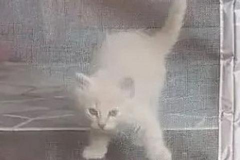 В дар кошку. Ищем дом для пяти невероятно красивых котят. Фото4