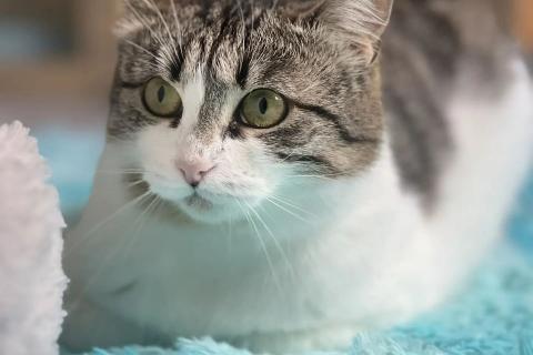 В дар кошку. Ищет дом скромная кошка Бусинка. Фото4