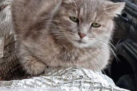 В дар кошку. У нас есть неделя, чтобы не возвращать Мышку на улицу. Фото4