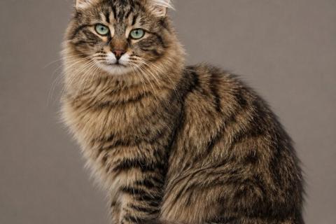 В дар кошку. Встречайте Сапфира – котика с глазами цвета изумруда. Фото1