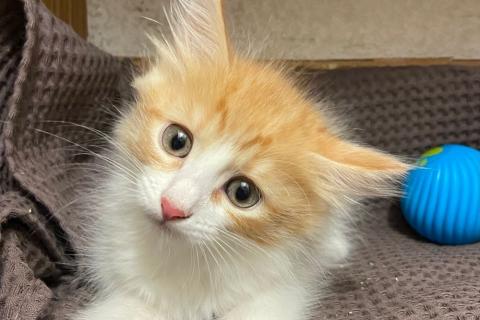 В дар кошку. Котята разных окрасов ищут дом. Фото1