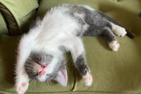 В дар кошку. Котята разных окрасов ищут дом. Фото2