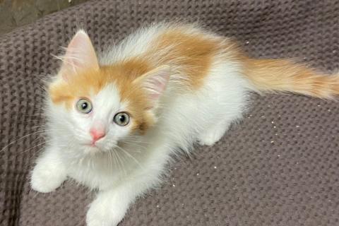 В дар кошку. Котята разных окрасов ищут дом. Фото4
