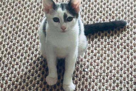 В дар кошку. Котята Васька и Ерошка ищут дом или их ждет улица. Фото1