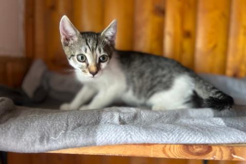 В дар кошку. Котята Васька и Ерошка ищут дом или их ждет улица. Фото2