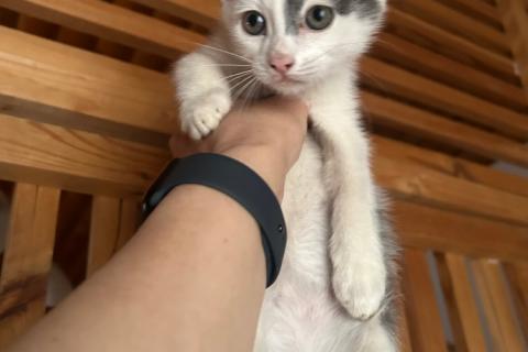 В дар кошку. Котята Васька и Ерошка ищут дом или их ждет улица. Фото3