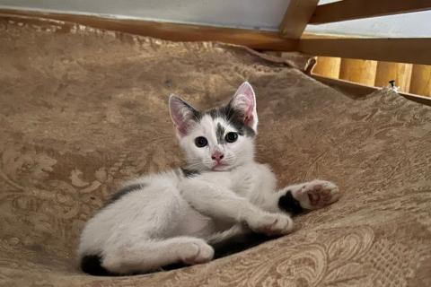 В дар кошку. Котята Васька и Ерошка ищут дом или их ждет улица. Фото4