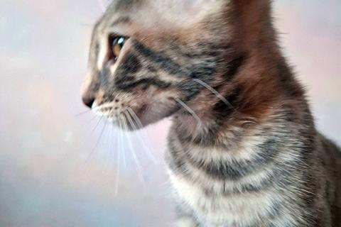 В дар кошку. Ищут дом самые замечательные малыши-котята. Фото2