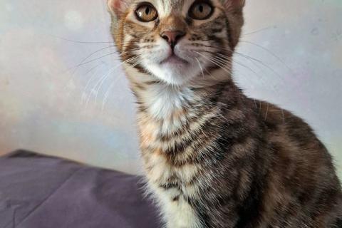 В дар кошку. Ищут дом самые замечательные малыши-котята. Фото4