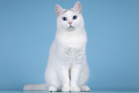 В дар кошку. Кошечка Лира – синеглазая ласковая красавица. Фото2