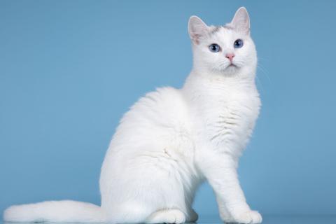 В дар кошку. Кошечка Лира – синеглазая ласковая красавица. Фото4