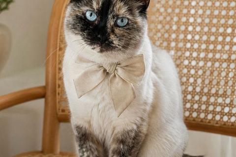В дар кошку. Добрейшая кошечка Сима, близкий метис тайской кошки ищет дом. Фото1