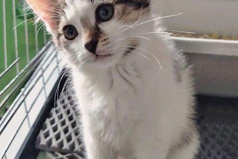 В дар кошку. Трогательный, нежный котенок Шурик ищет дом. Фото1