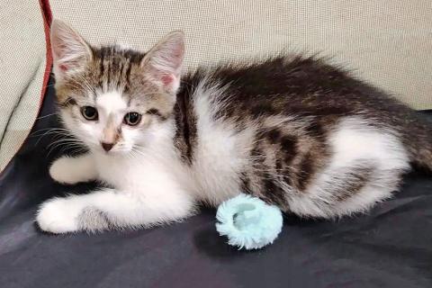 В дар кошку. Трогательный, нежный котенок Шурик ищет дом. Фото2