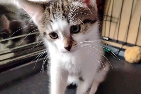 В дар кошку. Трогательный, нежный котенок Шурик ищет дом. Фото3