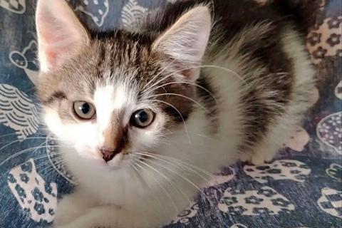 В дар кошку. Трогательный, нежный котенок Шурик ищет дом. Фото4