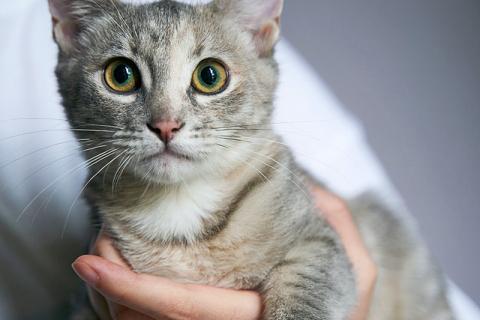 В дар кошку. Ника очень ждёт свою семью. Фото2