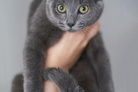 В дар кошку. Котенок Жеки ищет свой дом. Фото1