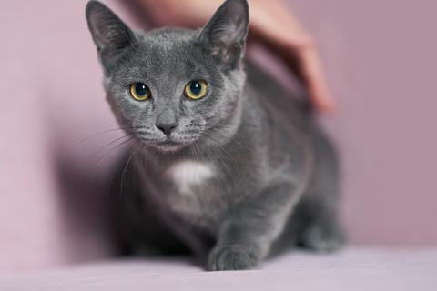 В дар кошку. Котенок Жеки ищет свой дом. Фото2