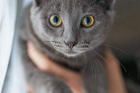 В дар кошку. Котенок Жеки ищет свой дом. Фото3