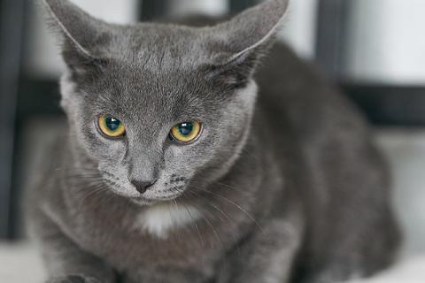 В дар кошку. Котенок Жеки ищет свой дом. Фото4
