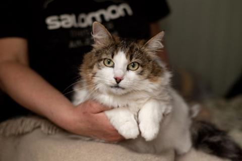 В дар кошку. Пушистая ласковая кошечка Милашка в добрые руки. Фото2