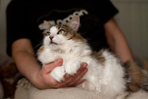 В дар кошку. Пушистая ласковая кошечка Милашка в добрые руки. Фото4