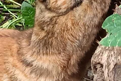 В дар кошку. Он еще такой маленький, а уже знает, что такое улица. Фото1