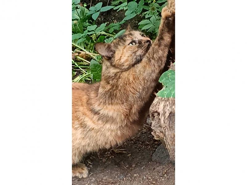 В дар кошку