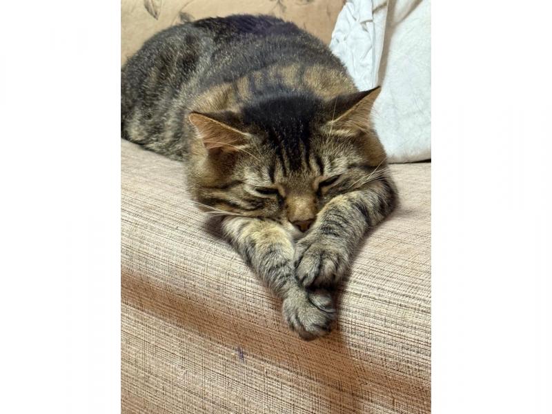 В дар кошку