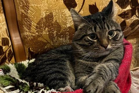 В дар кошку. Кот Пушок, умный, мудрый и ласковый. Фото3