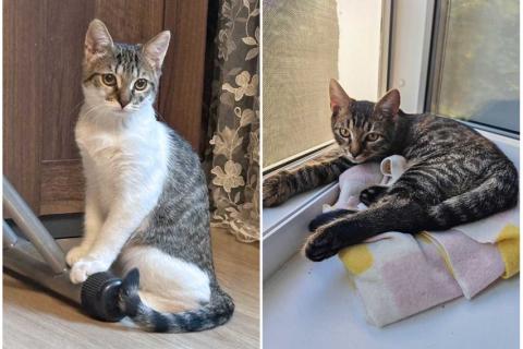 В дар кошку. Милые, ласковые котята Марсик и Темочка в добрые руки. Фото1