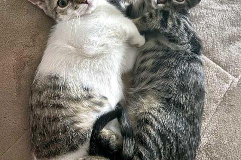 В дар кошку. Милые, ласковые котята Марсик и Темочка в добрые руки. Фото2