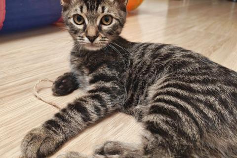 В дар кошку. Милые, ласковые котята Марсик и Темочка в добрые руки. Фото3