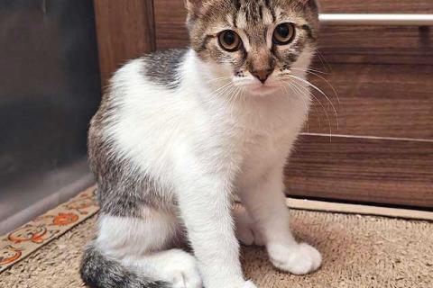 В дар кошку. Милые, ласковые котята Марсик и Темочка в добрые руки. Фото4