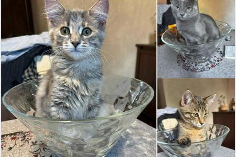В дар кошку. Три маленьких котенка девочки ищут своих хозяев . Фото1