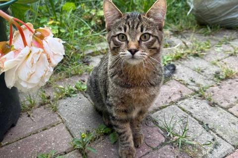 В дар кошку. Три маленьких котенка девочки ищут своих хозяев . Фото3