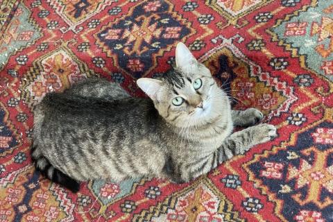 В дар кошку. Очаровательный молодой котик-полосатик Рысик. Фото1