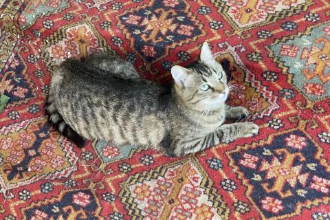 В дар кошку. Очаровательный молодой котик-полосатик Рысик. Фото2