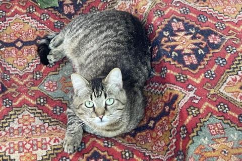 В дар кошку. Очаровательный молодой котик-полосатик Рысик. Фото4
