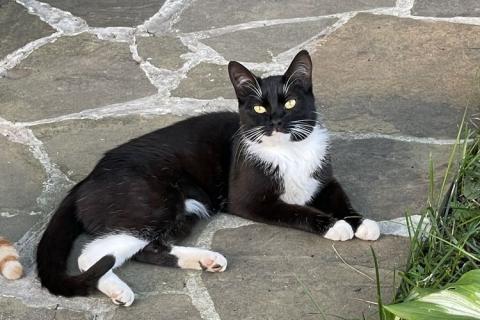 В дар кошку. Черно-белая кошка-статуэтка Фемина в дар . Фото2