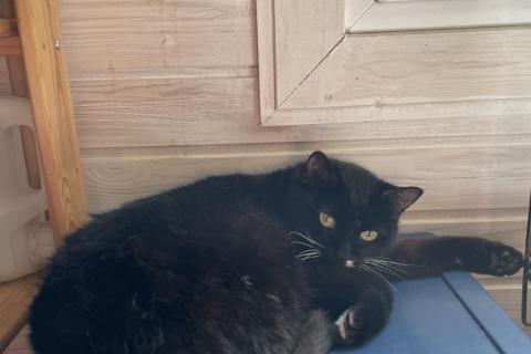 В дар кошку. Маркизная кошка Метка в добрые руки. Фото4
