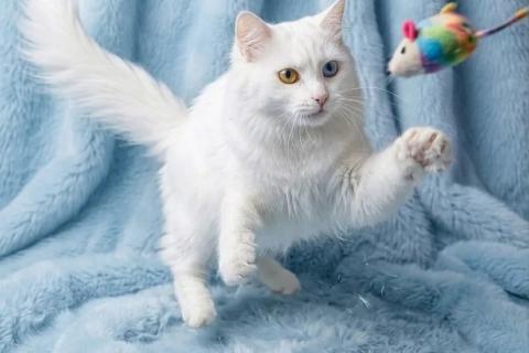 В дар кошку. Роскошный разноглазый кот турецкой ангоры Лоуренс в дар . Фото4