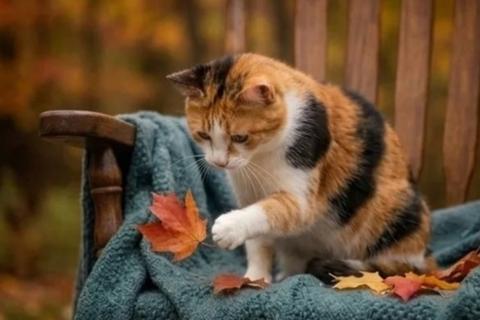 В дар кошку. Уютная домашняя трёхцветная кошечка Маня. Фото2