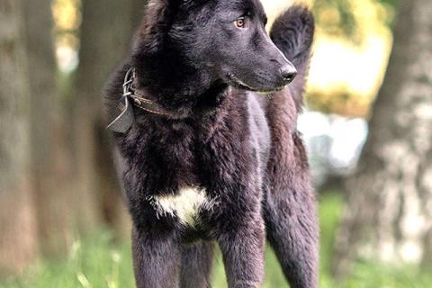 В дар собаку. Домашний пес-подросток Тэо, метис лайки ищет дом. Фото3