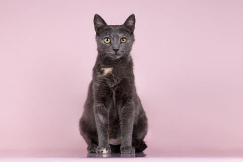 В дар кошку. Русская голубая кошка Муся в добрые руки. Фото2
