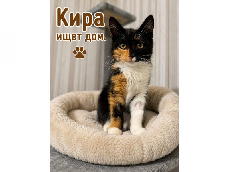 В дар кошку