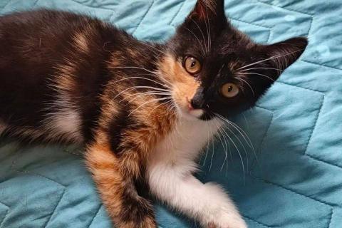 В дар кошку. Маленькая трёхцветная принцесса — котёнок Кира. Фото4